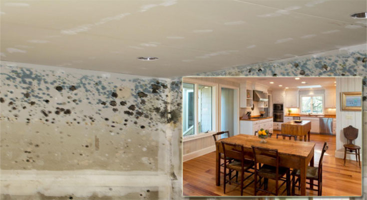Safeguard Your Home From Mold