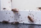 3 Things You Should Do if You Have an Infestation