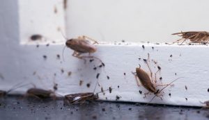 3 Things You Should Do if You Have an Infestation