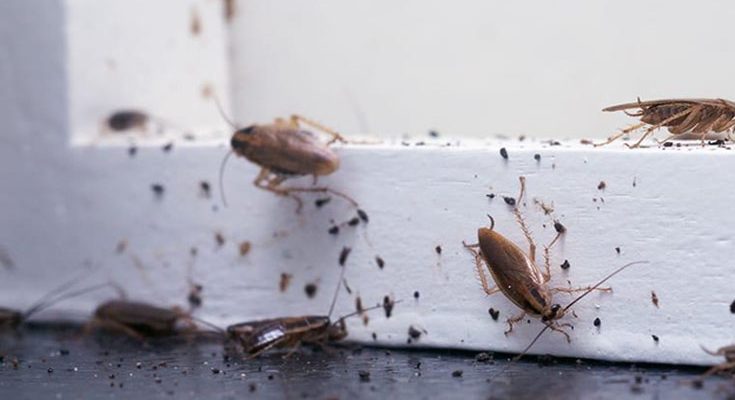 3 Things You Should Do if You Have an Infestation
