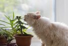 Best Indoor Plants for Cats to Keep Your Pet Safe