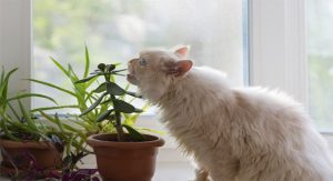 Best Indoor Plants for Cats to Keep Your Pet Safe